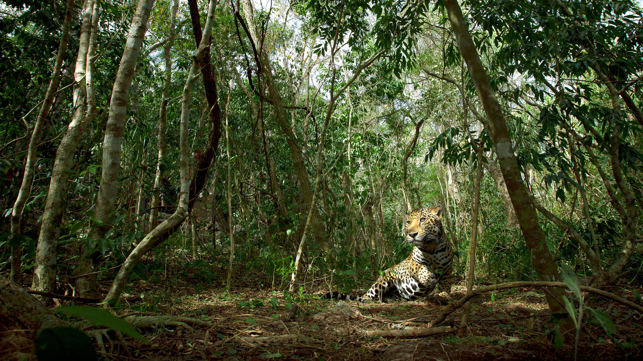 Jaguar in Nayarit, Mexico.