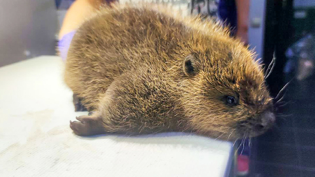 Jonge vrouwelijke bever met een gebroken voorpoot in Oekraïne. 