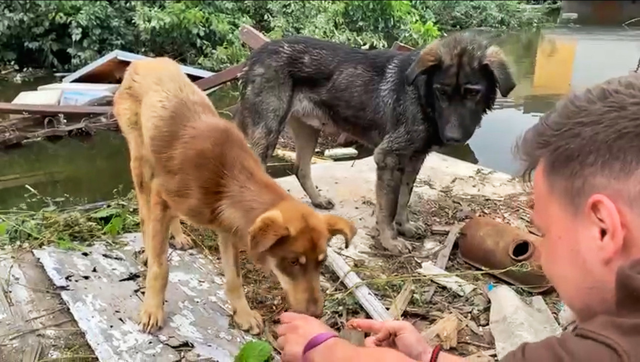 Honden Hrom en Dunai toen ze gered werden van de overstroming in het dorp Kozatskoe, Oekraïne.