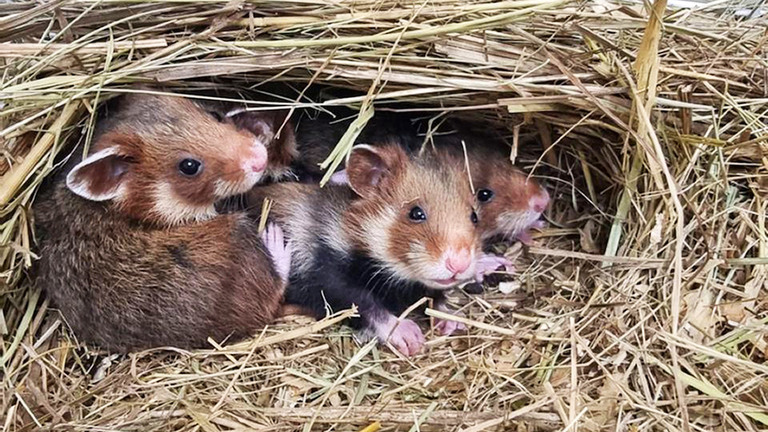 World's rarest wild hamster is now critically endangered