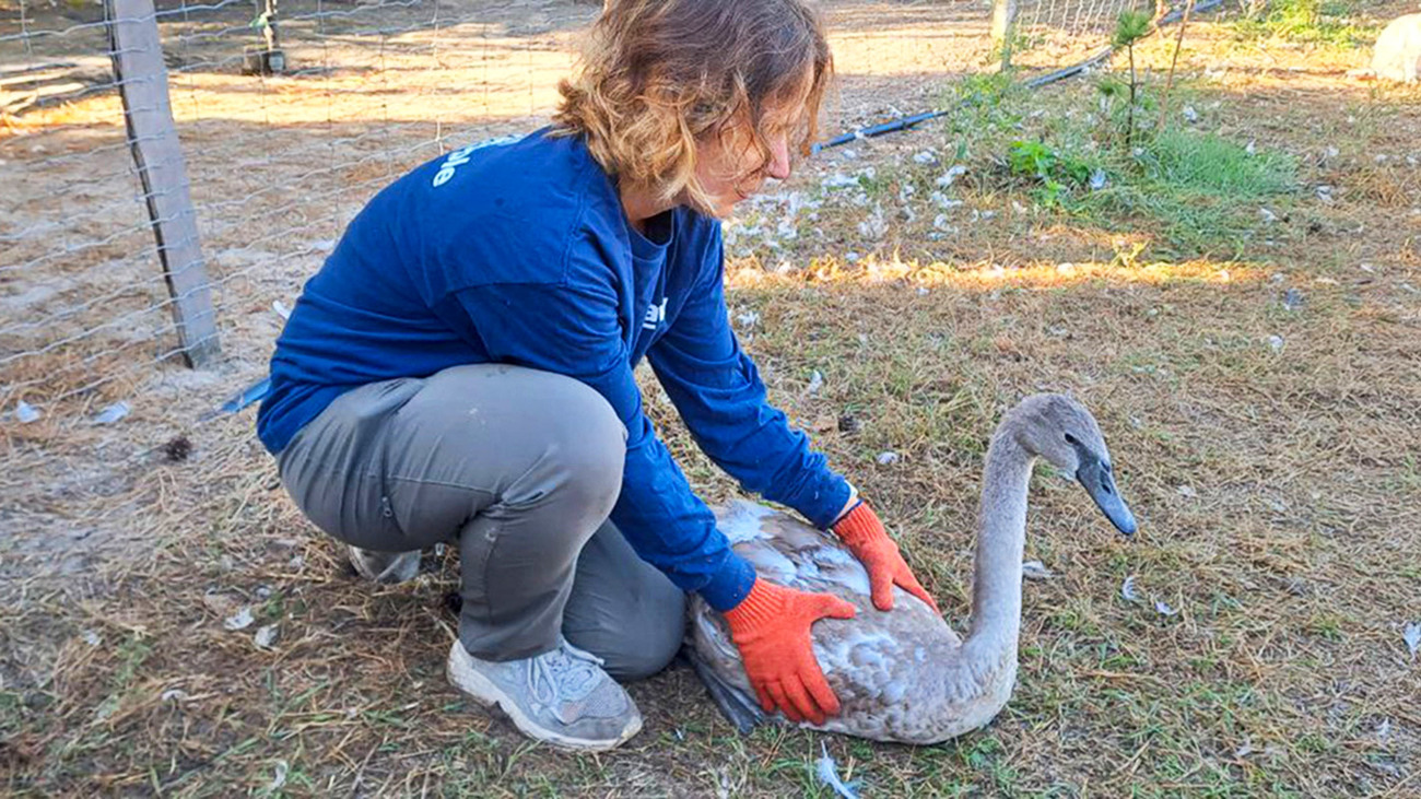 Het team van Bird Shelter Niushannikovo bereidt zich voor op het vrijlaten van zwanen in vijvers in Mezhyhirya, een openbaar park in Novi Petrivtsi, in de regio Kyiv.