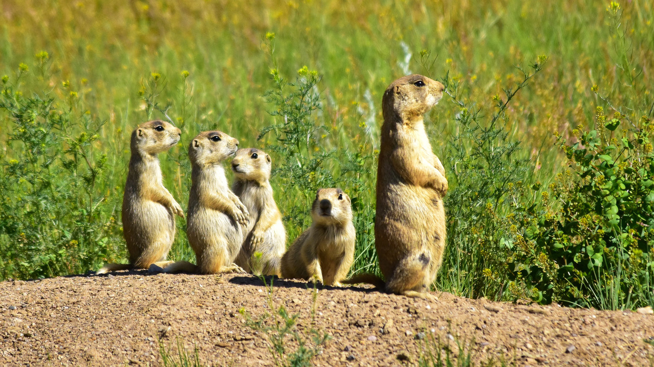 A family of white-tailed prairie dogs in Arapaho National Wildlife Refuge, Colorado.