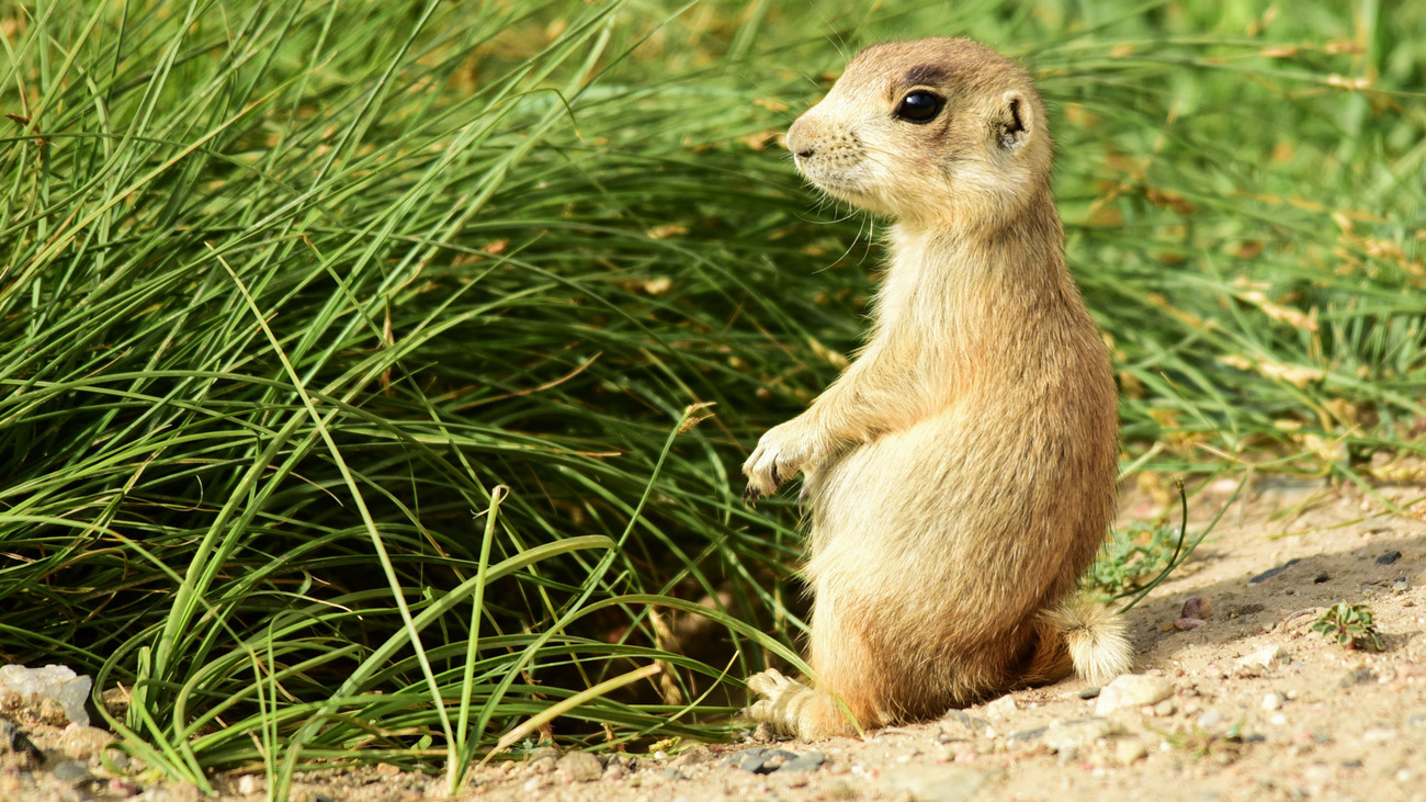 A young white-tailed prairie dog in Arapaho National Wildlife Refuge, Colorado.