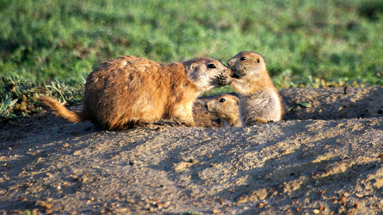 Prairie dogs greet family members by touching noses or mouths, kind of like a kiss.