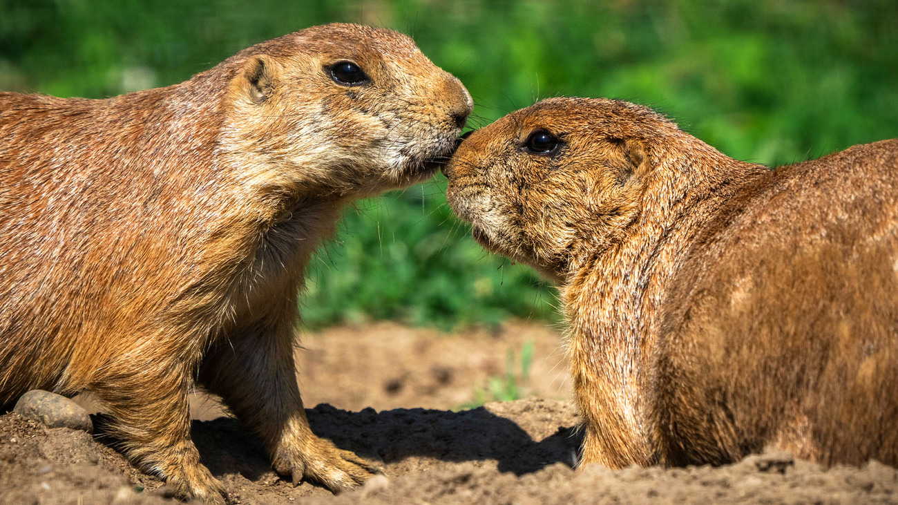 Two prairie dogs interacting.