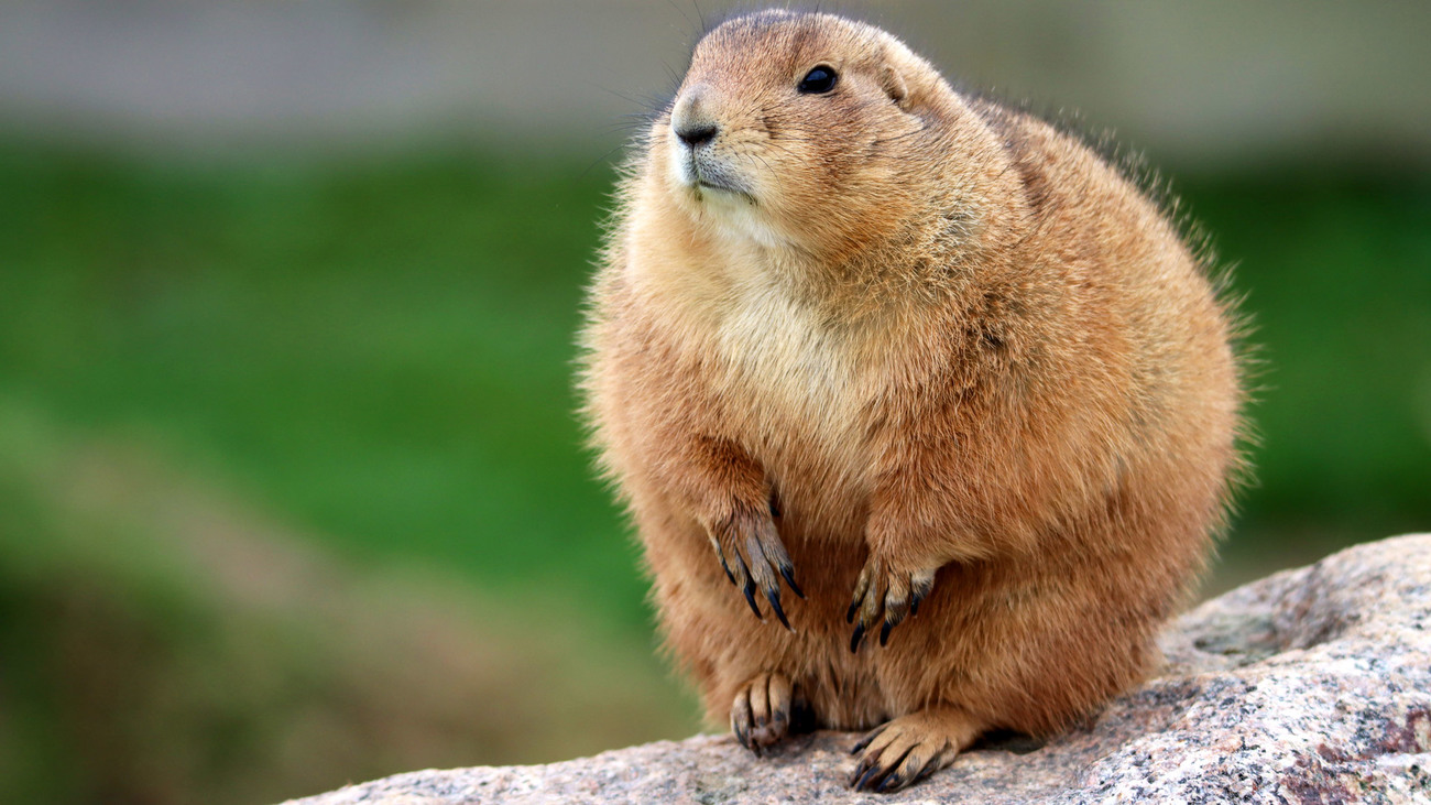 A prairie dog sitting on a rock