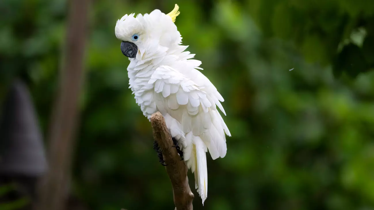 A yellow-crested cockatoo rescued from the illegal wildlife trade in Indonesia.