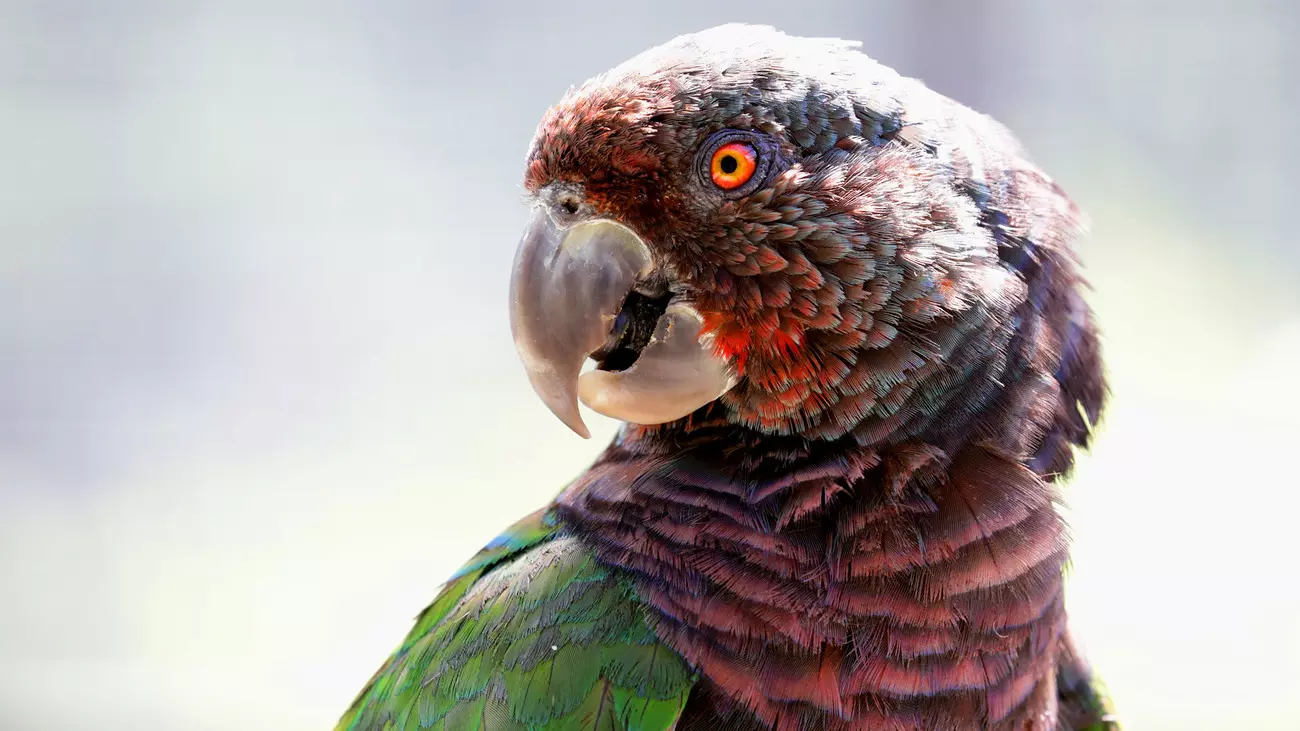 An endangered Imperial Amazon parrot in Dominica.