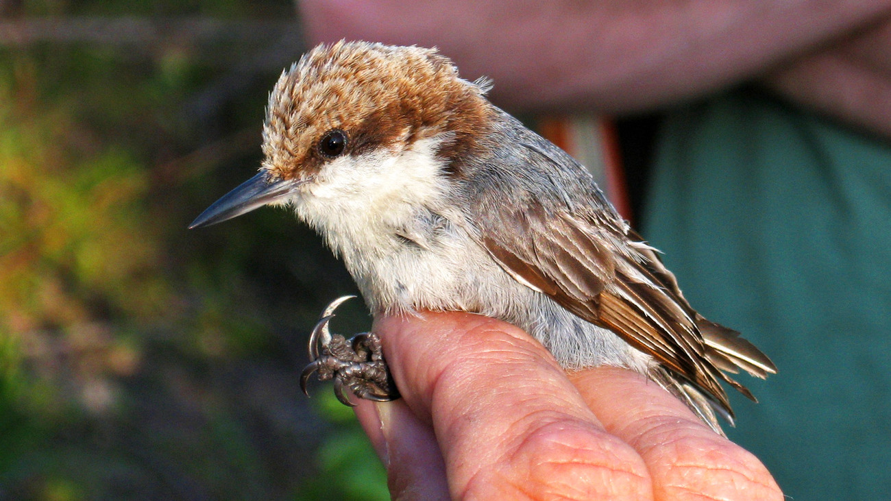 A Bahama nuthatch on Grand Bahama Island.