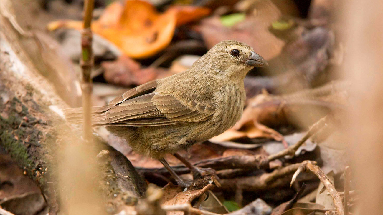 A mangrove finch in the Galapagos Islands.