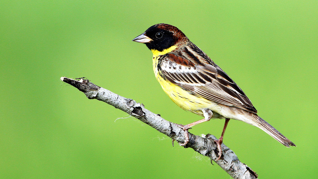 A yellow-breasted bunting nesting at the bank of Nen River or Nenjiang River, Fuyu County, Heilongjiang, China.