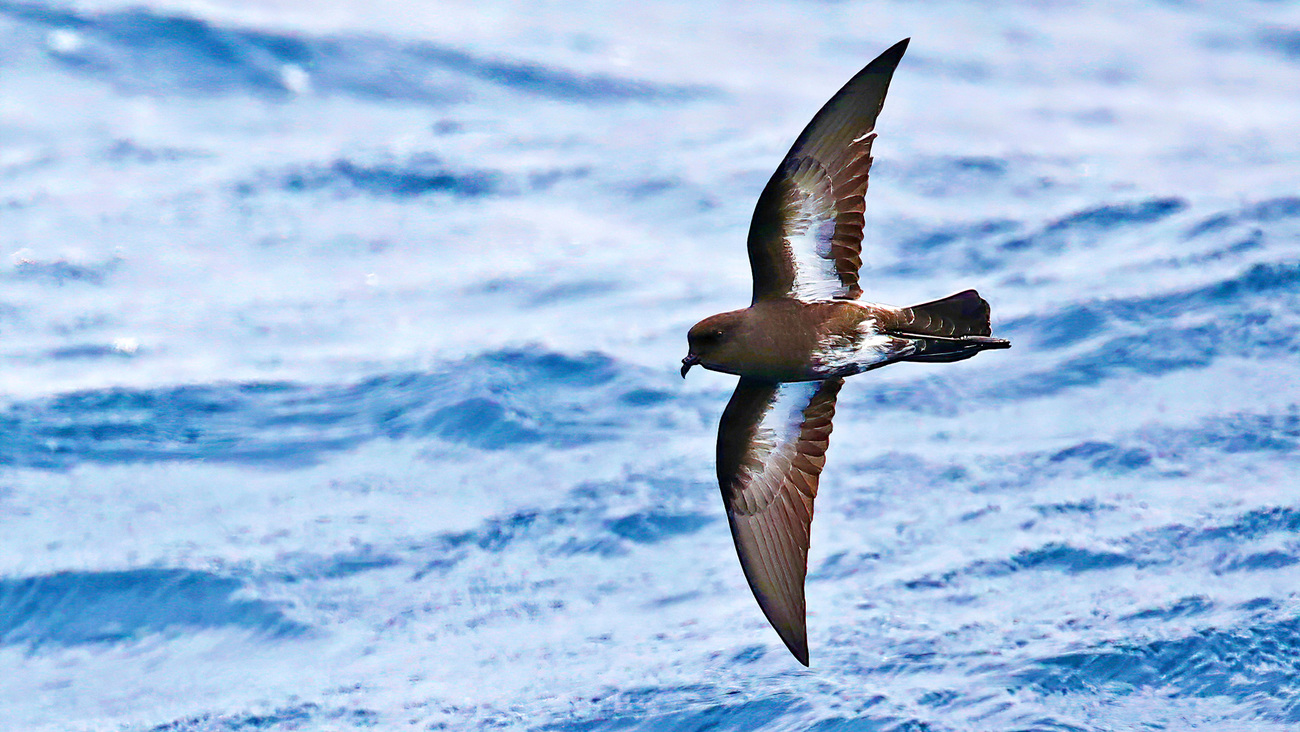 New Zealand storm petrel flying over the water.