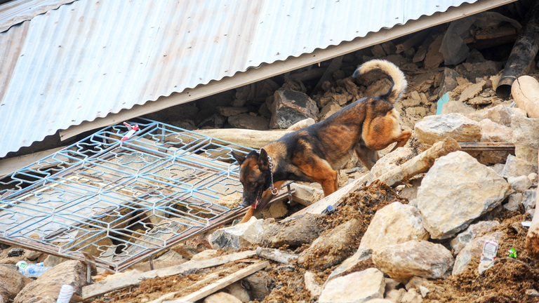 How disasters impact animals