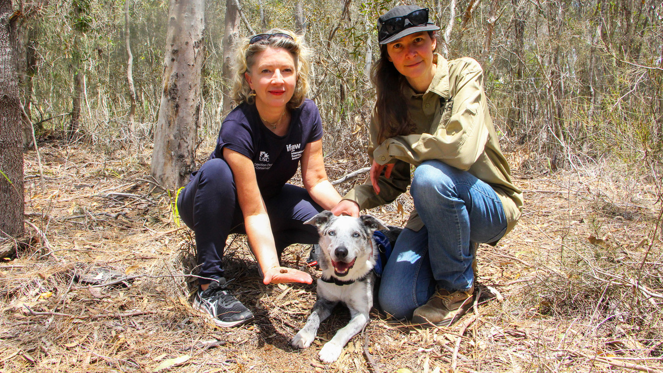 IFAW Wildlife Campaign Manager Josey Sharrad and UniSC Detection Dogs for Conservation Director Romane Cristescu with IFAW x UniSC koala detection dog Bear.