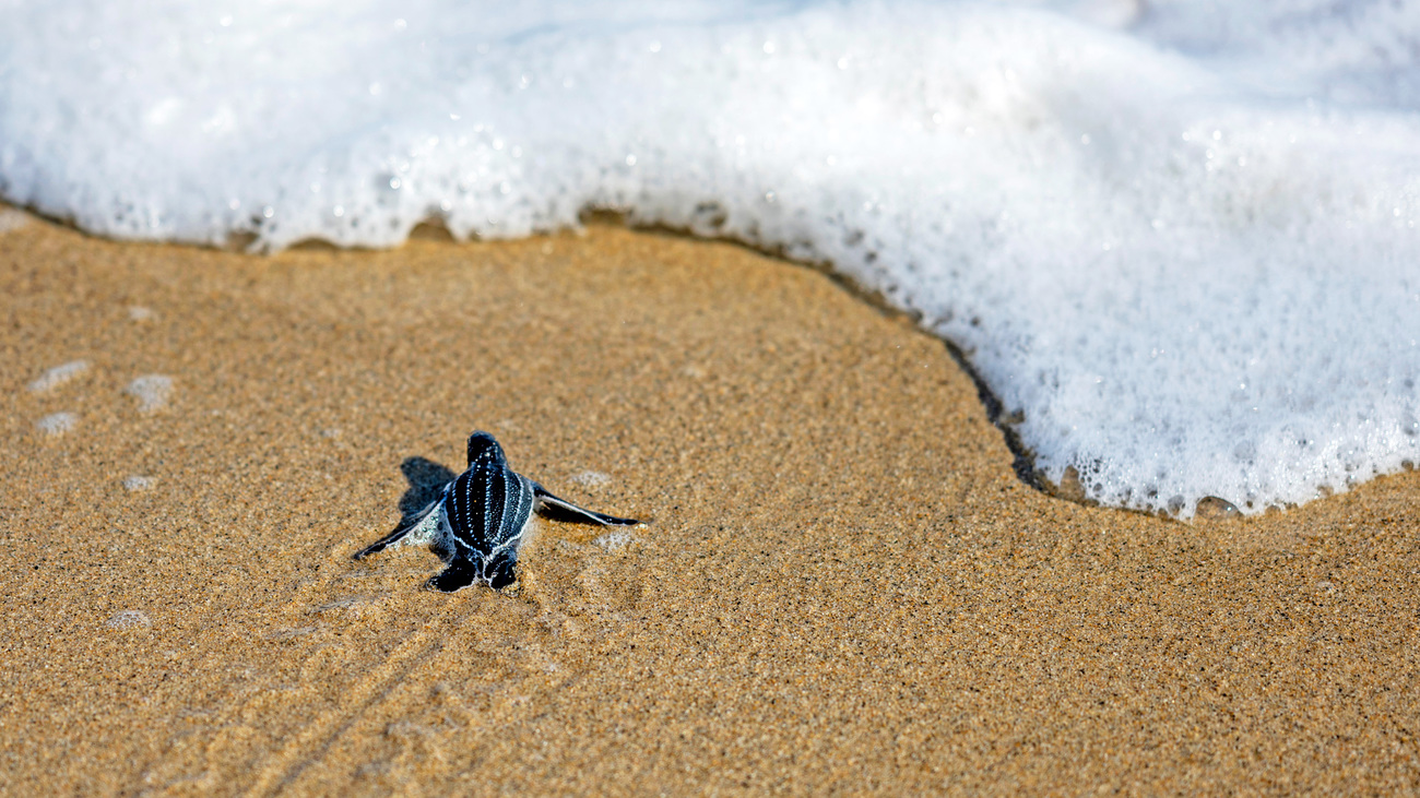 A leatherback turtle hatchling making its way to the ocean in Acapulco, Mexico.