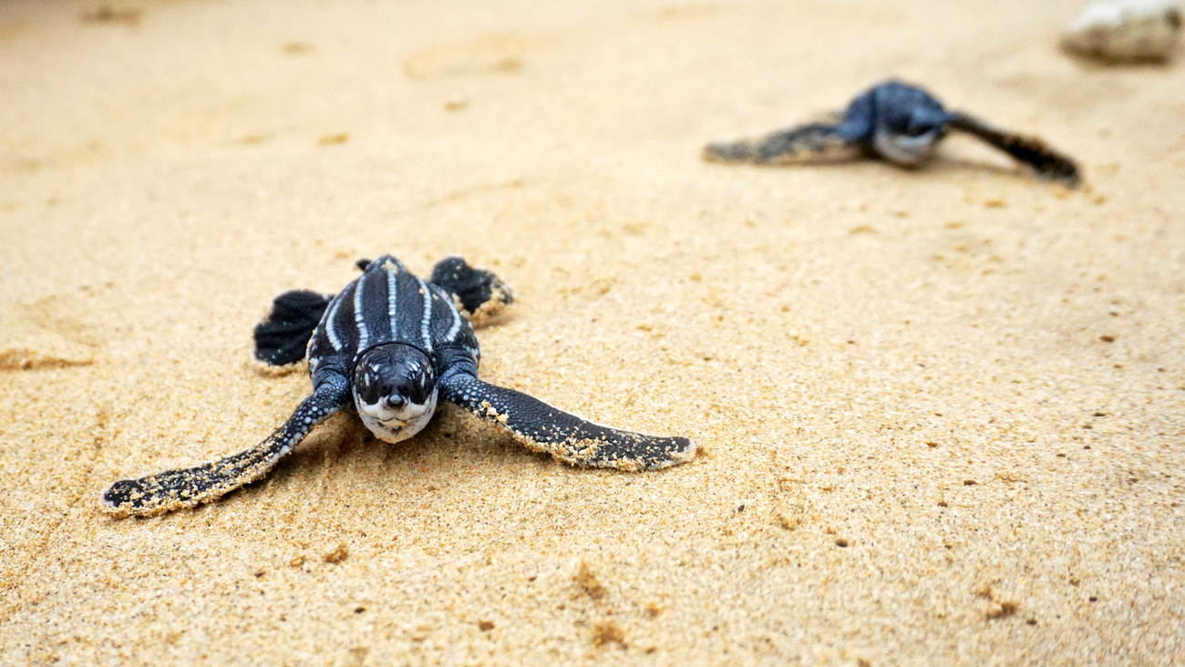 Leatherback turtle hatchlings are released into the sea at Lhoknga Beach, Indonesia.