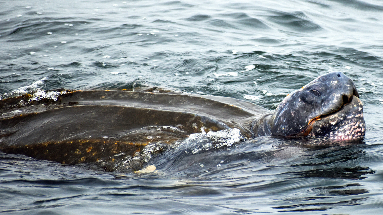 A leatherback turtle swimming in Monterey Bay, California.