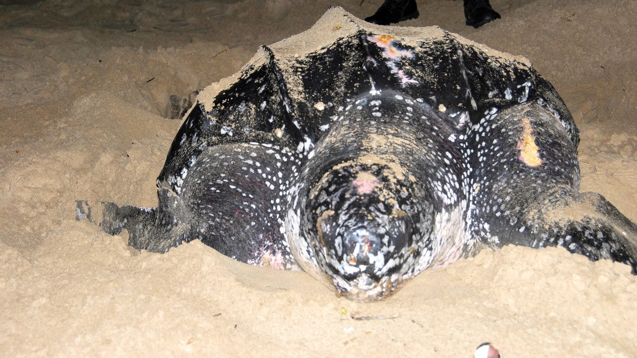 A large leatherback turtle nesting on Manzanilla Beach, Trinidad & Tobago, West Indies.