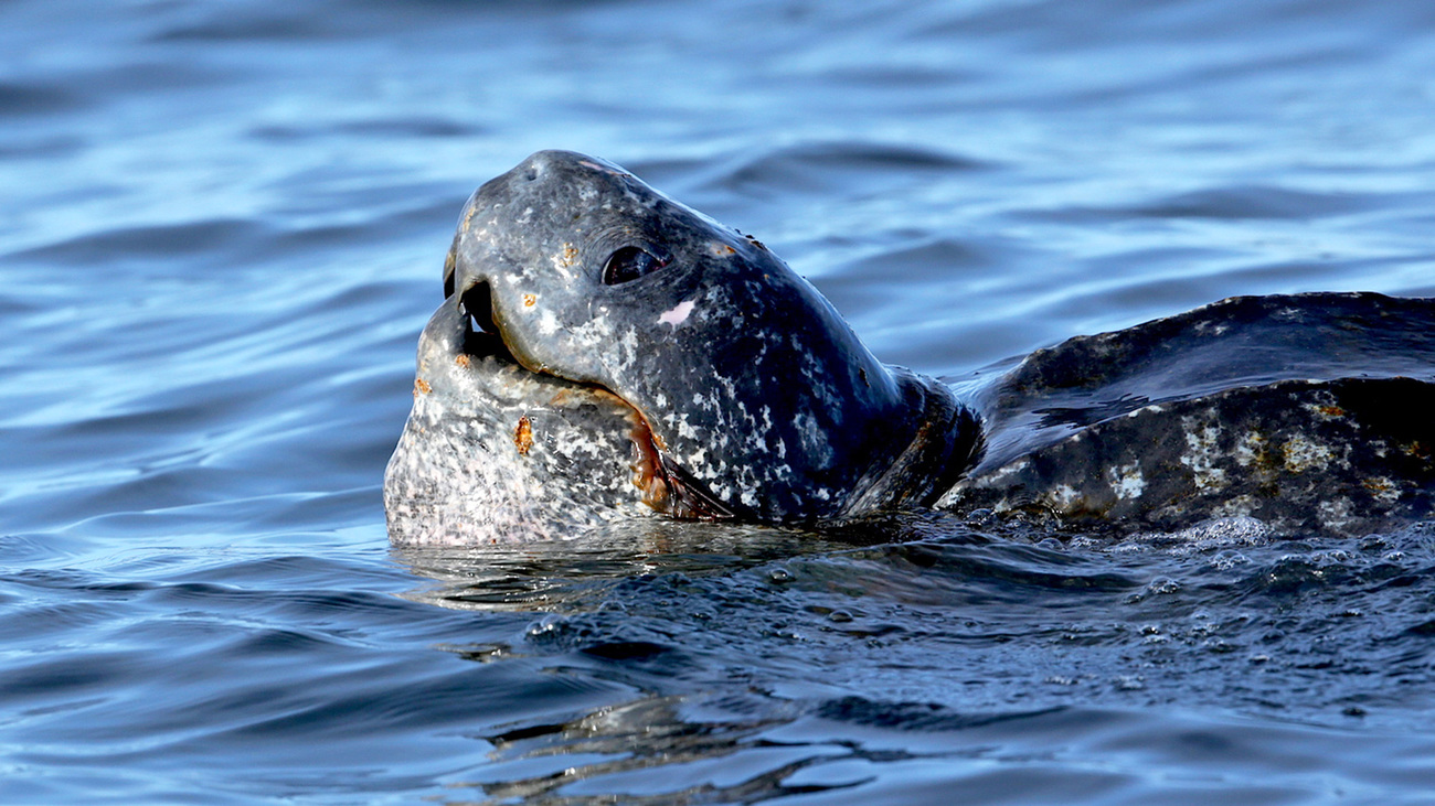 A leatherback turtle swimming in Half Moon Bay, California.