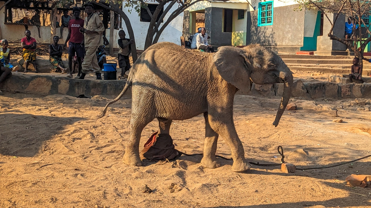 Baby Elephant's Death a Grim Reminder of Lack of Wilderness