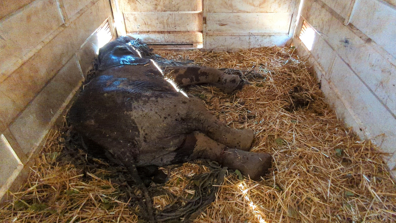 Ndewa sleeps in the trailer on the way to Lusaka Elephant Nursery—her first sleep since being rescued.