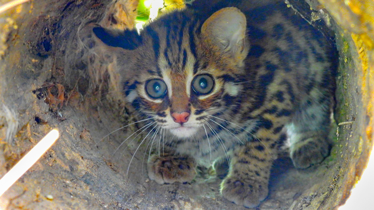 A leopard cat kitten in care at WTI’s Centre for Wildlife Rehabilitation and Conservation.