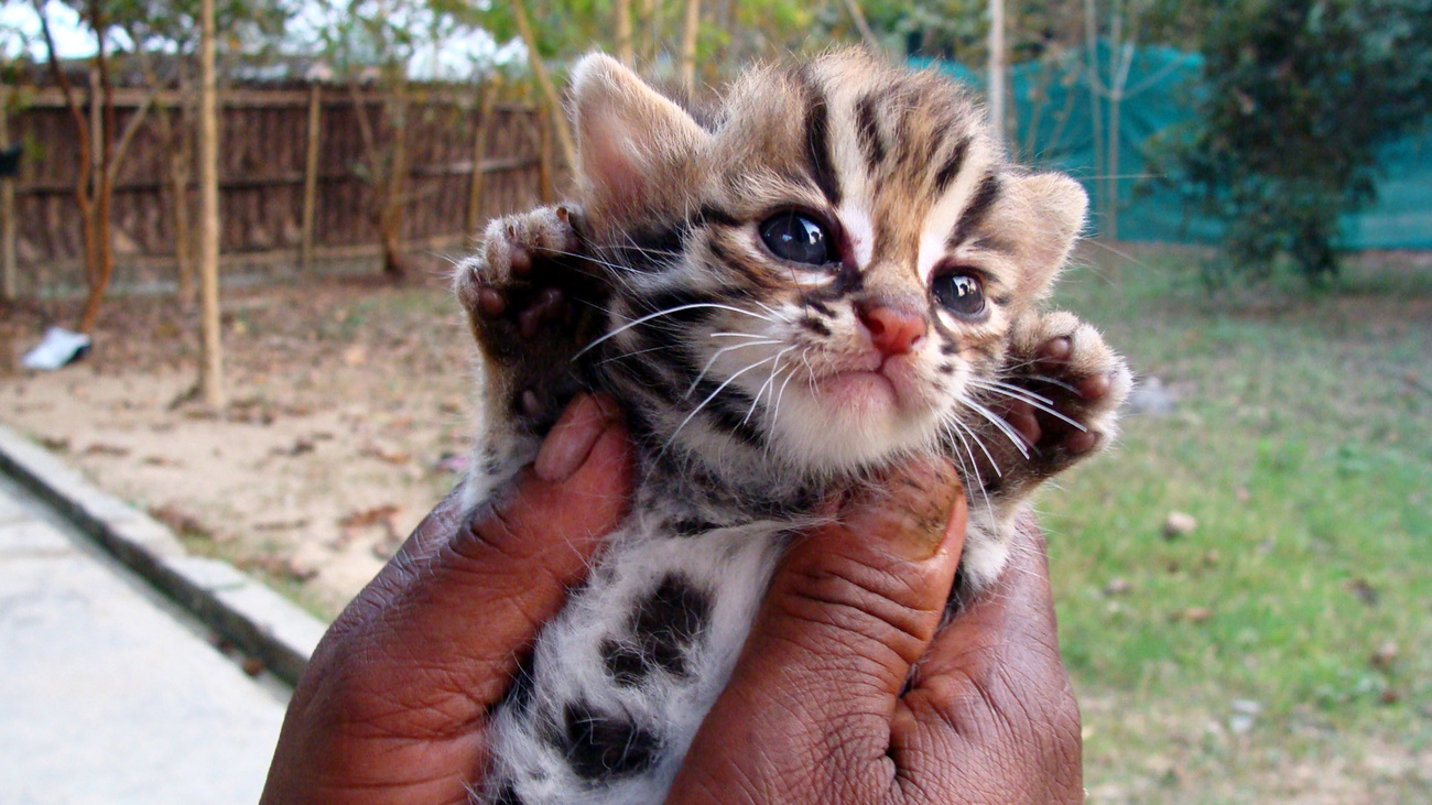 A leopard cat kitten being hand-raised by a professional rehabilitator at Wildlife Trust of India's Centre for Wildlife Rehabilitation and Conservation in Assam, India.