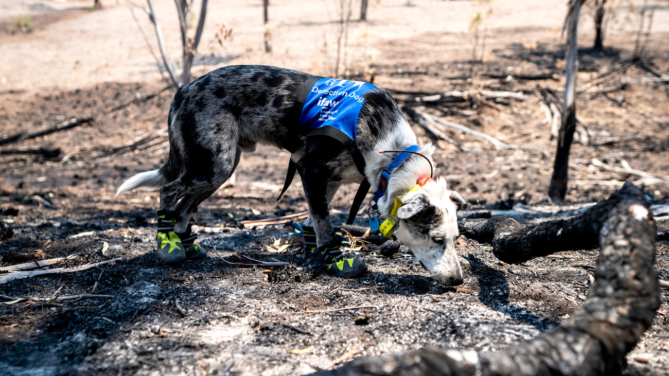 Bear sniffing the blackened ground during the black walk through a forest burnt by the Swanfels Fire.