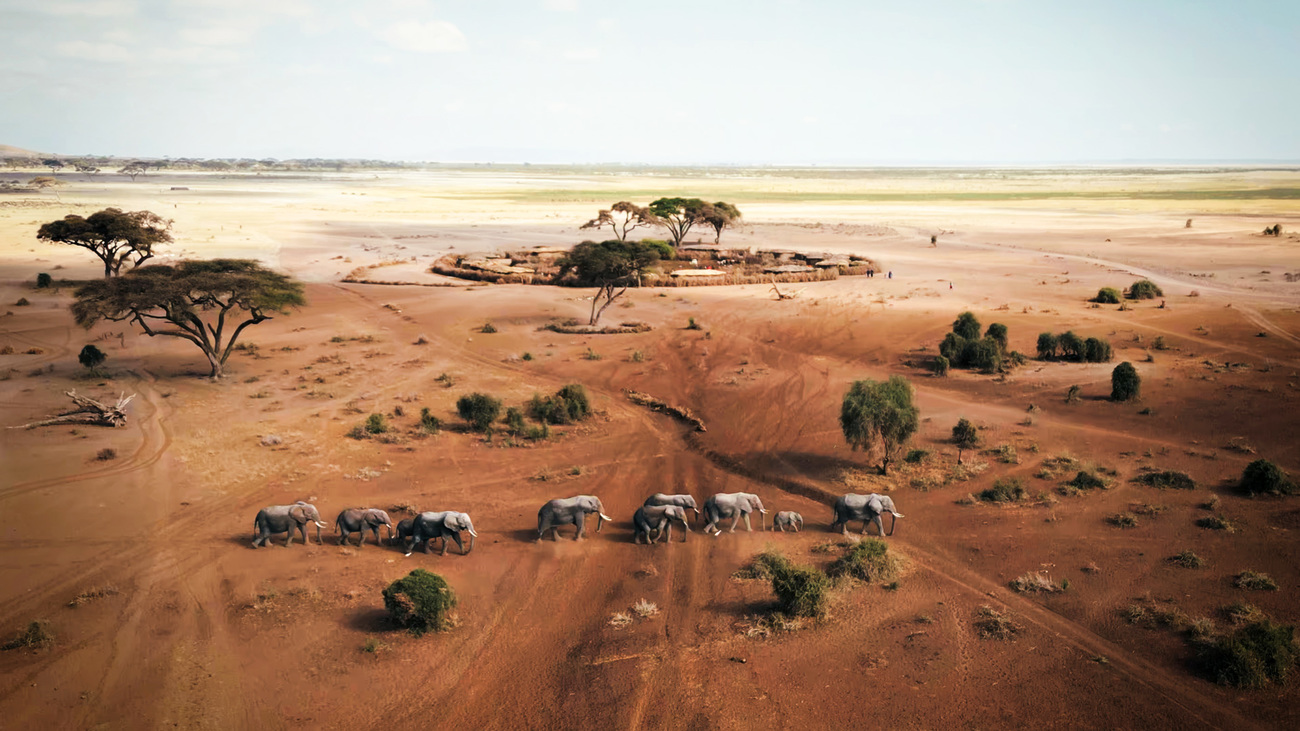 Aerial view of elephants walking through Amboseli, Kenya.