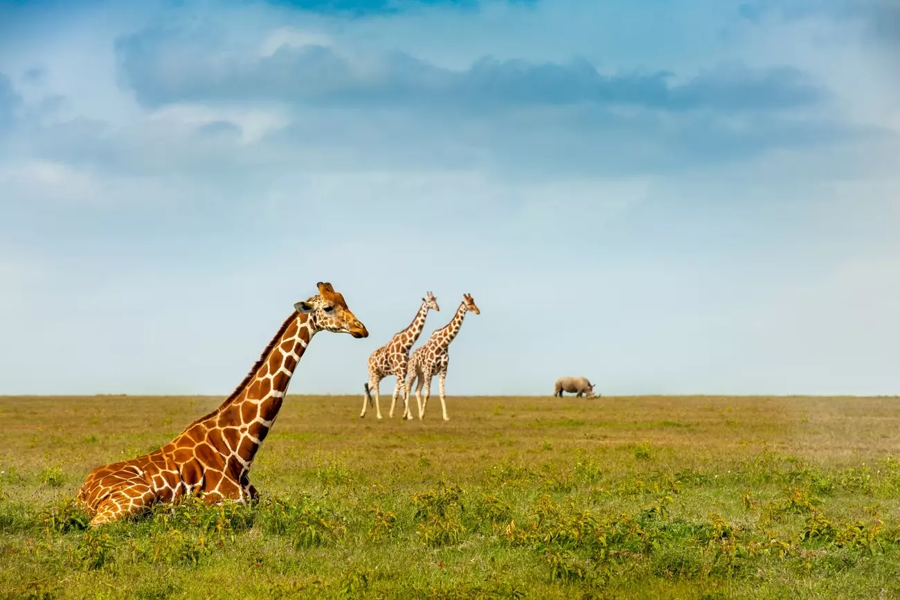Three giraffes and a white rhino together in the savannah of Serengeti National Park, Tanzania.
