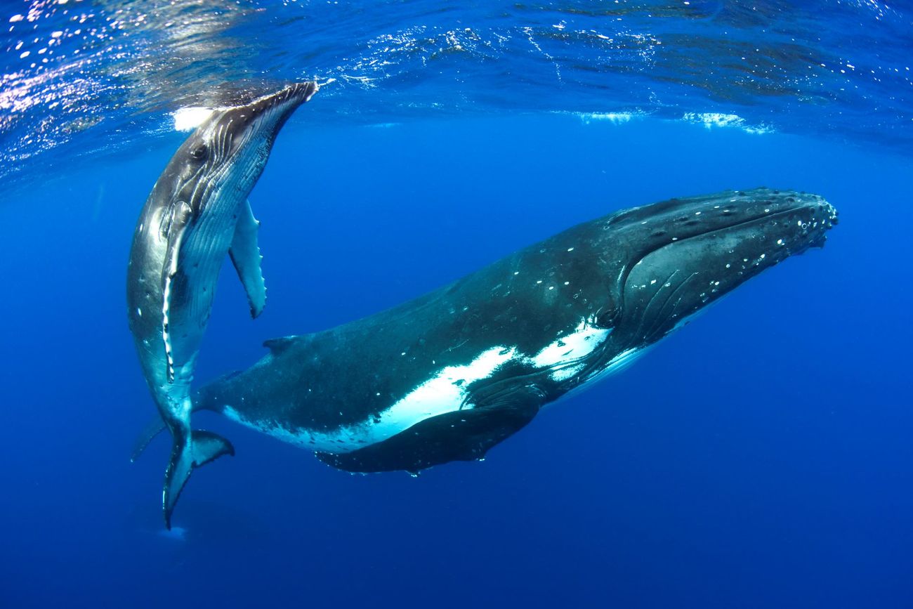 Twee bultruggen, moeder en kalf, in Tonga. 