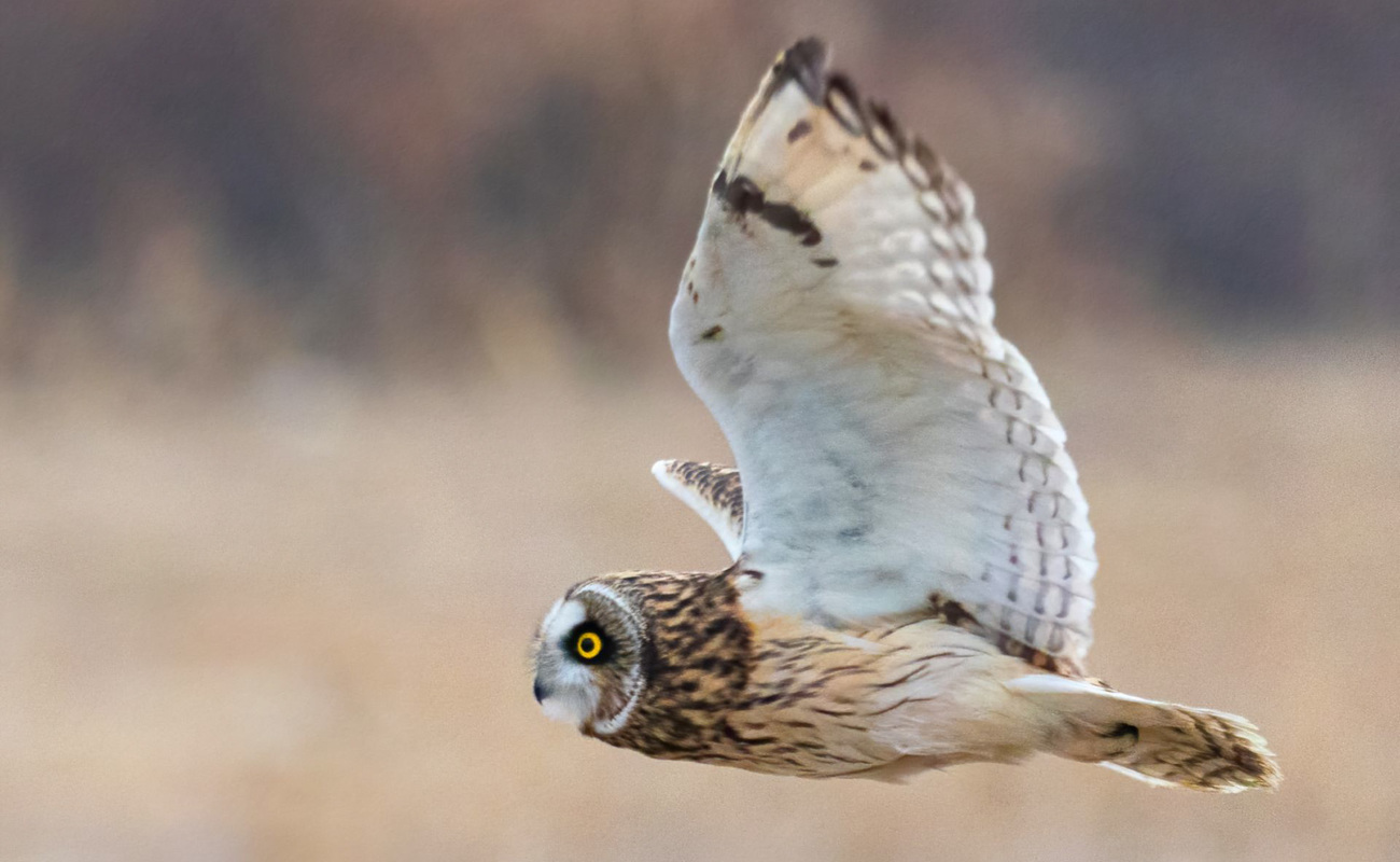 A recovered short-eared owl just released back to the wild by IFAW Beijing Raptor Rescue Center rehabilitators.