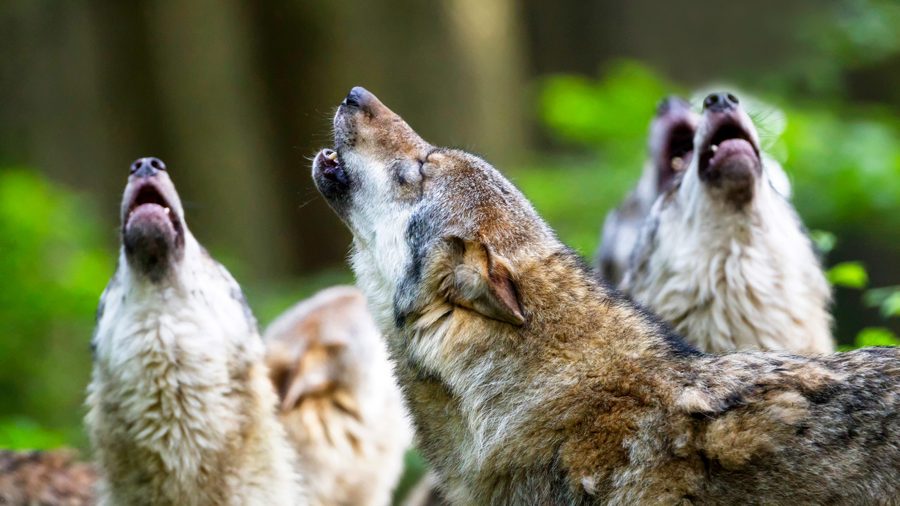 Howling gray wolves.