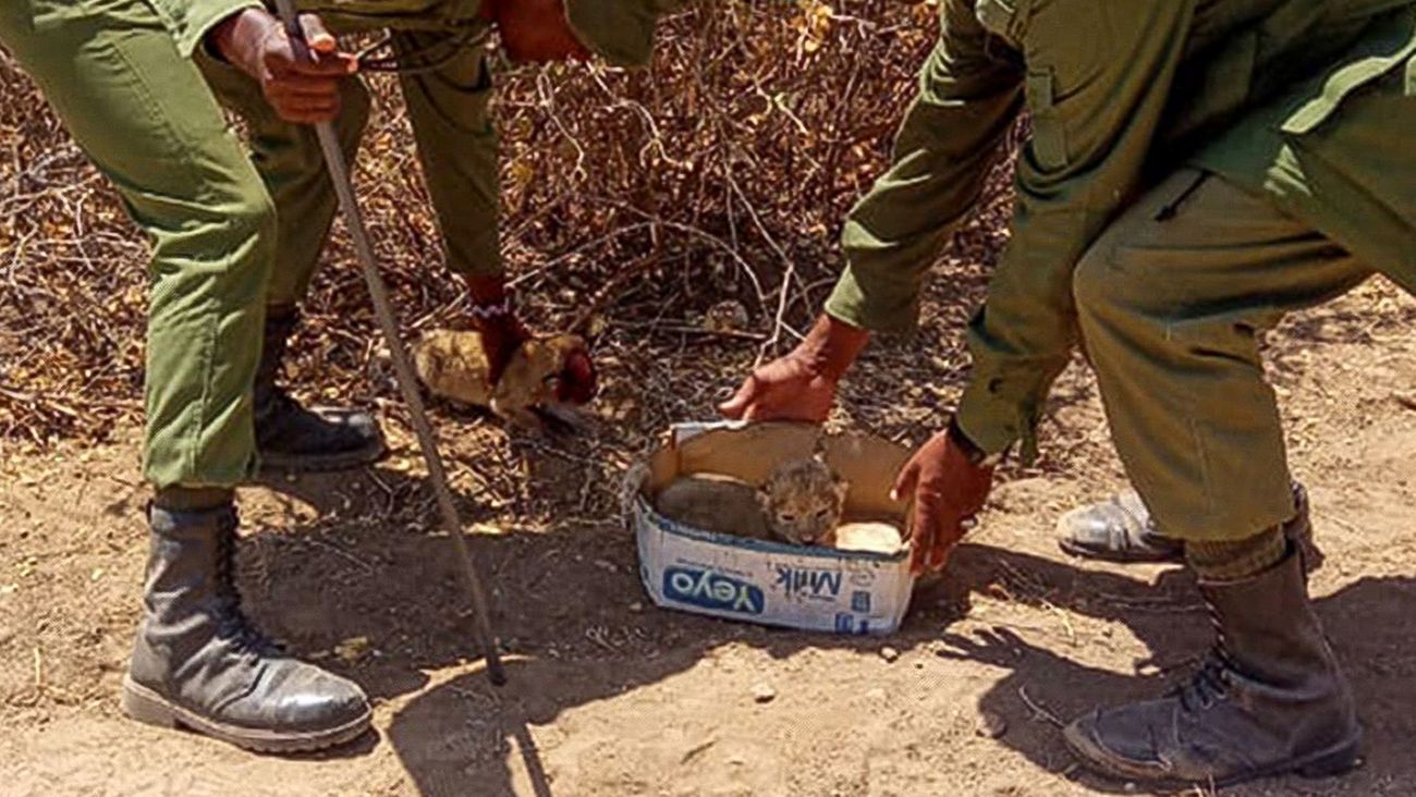 OCWR rangers rescue days-old lion cubs found without their mother.