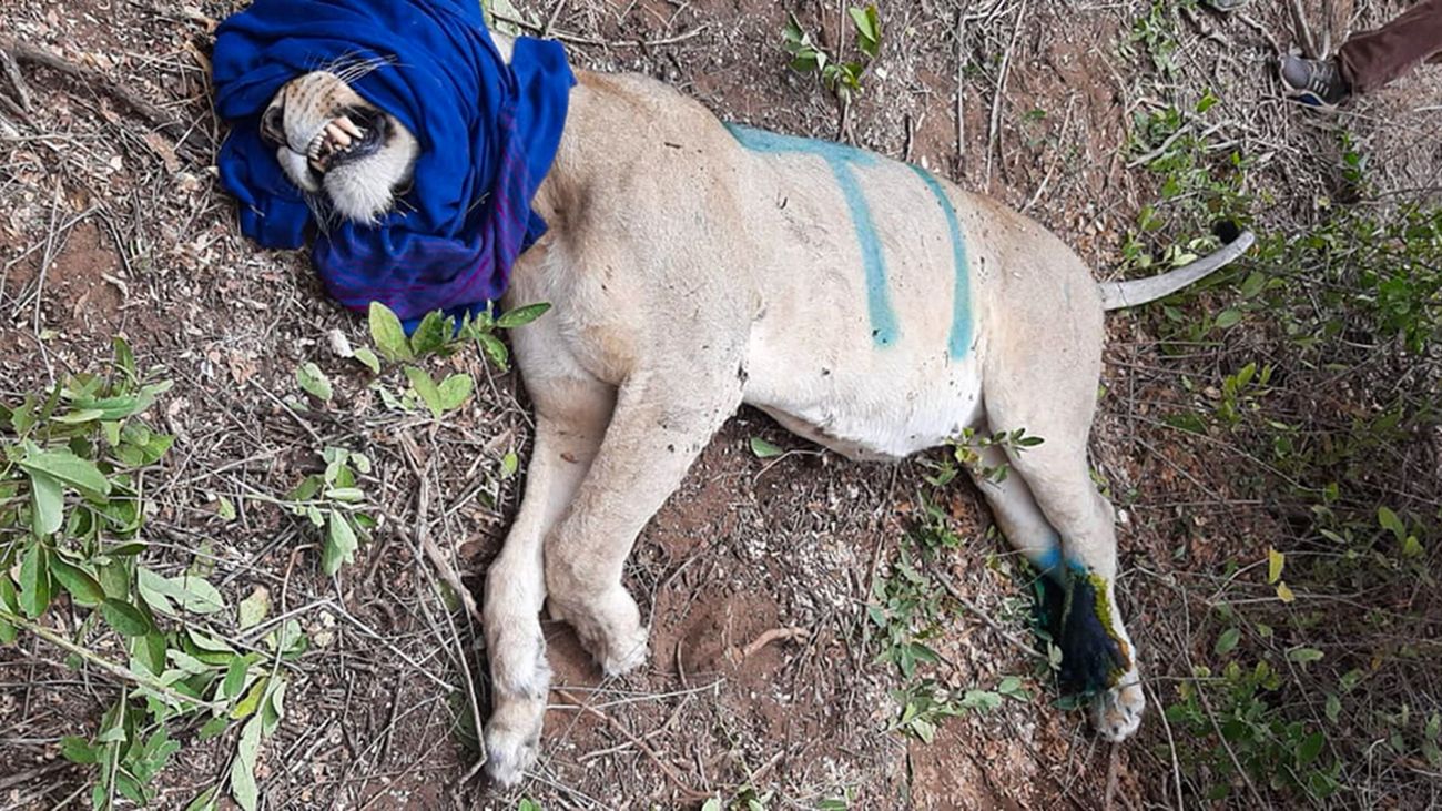 A lioness with a spear injury from a herder trying to protect his cows is treated by the KWS veterinary unit.