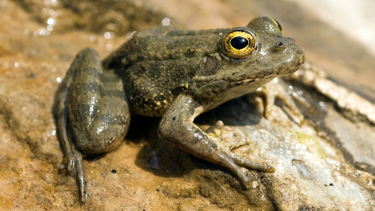 An endangered Karpathos frog.