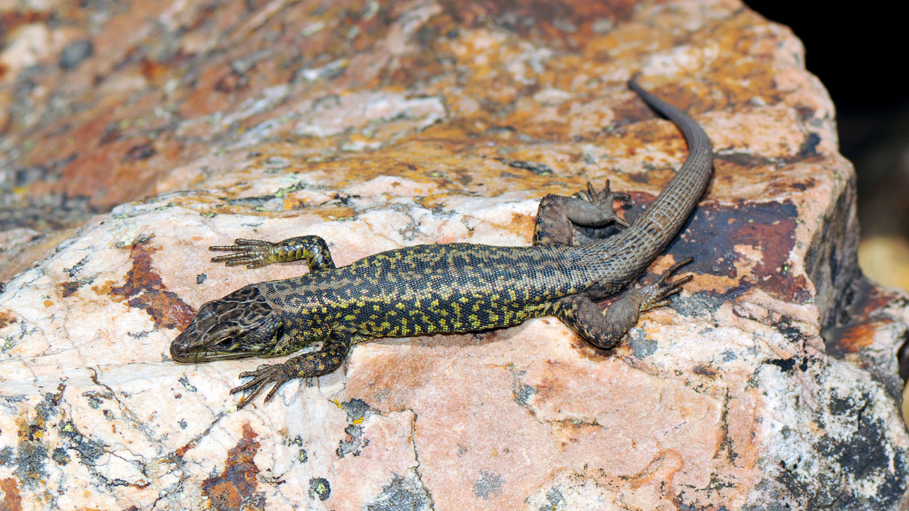 An endangered Peña de Francia rock lizard.