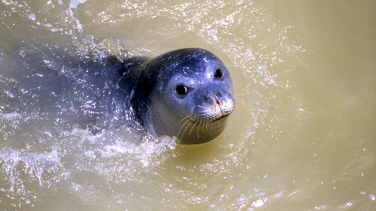 A Mediterranean monk seal, part of an endangered colony that lives off the Cabo Blanco peninsula on the border of Morocco and Mauritania.