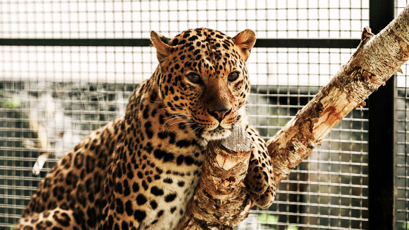 Luipaard Brave leunt op een boomstam, in verzorging bij Wild Animal Rescue. 