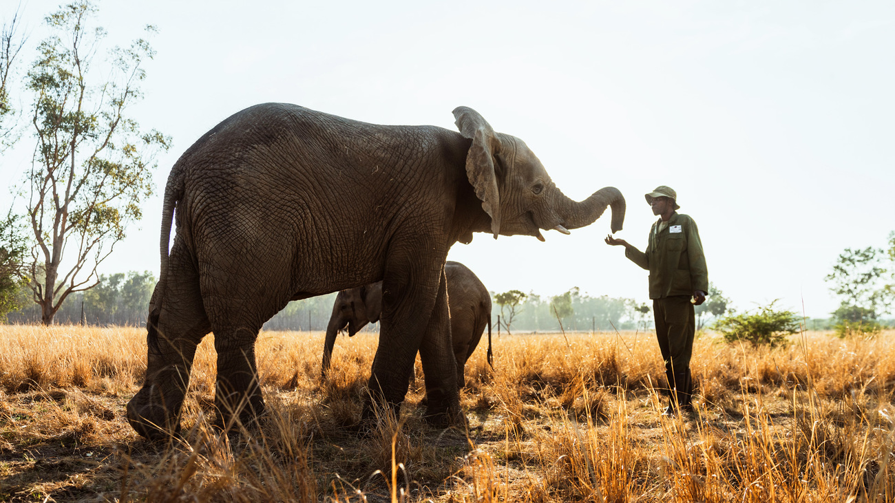 A carer with elephants in the fields of Zimbabwe Elephant Nursery in Harare.