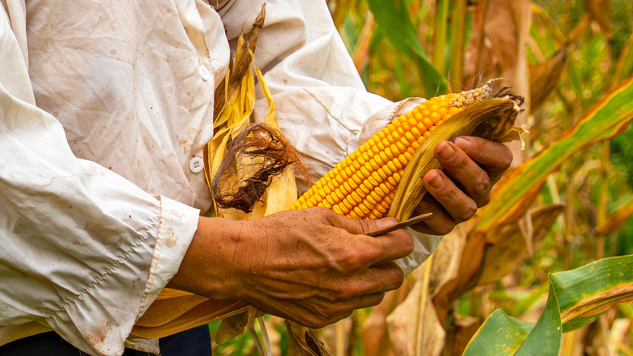 A villager harvesting corn in an eco-friendly orchard on the grounds of a former rubber plantation, Mengyang, Jinghong, Yunnan Province, China.