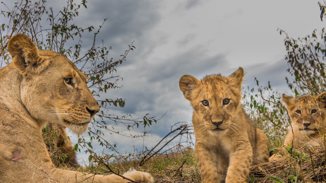 Lion cubs with their mother in Mara Northern Conservancy, Kenya.