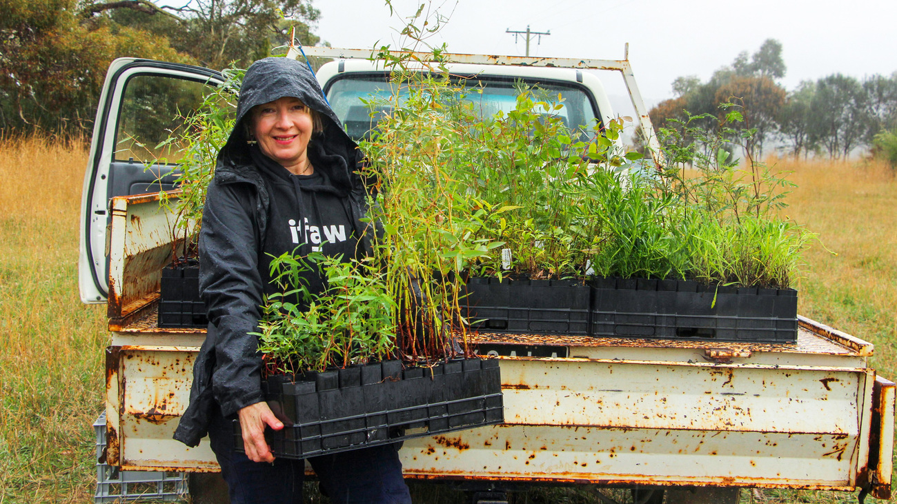 IFAW Wildlife Campaign Manager Josey Sharrad met enkele van de 3.500 jonge boompjes die door IFAW en de Koala Clancy Foundation zijn geplant bij de Moorabool River in Victoria, Australië. 