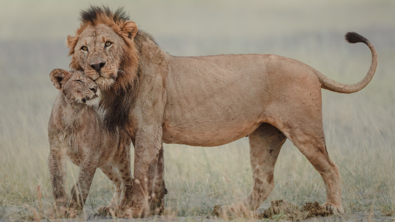 Male lion with his cub in Amboseli National Park, Kenya.