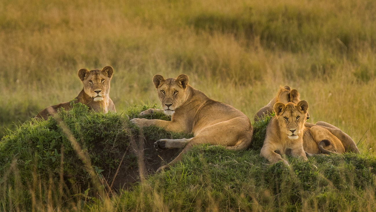 Vier leeuwen liggen bij elkaar in het gras, Mara Northern Conservancy, Kenia. 