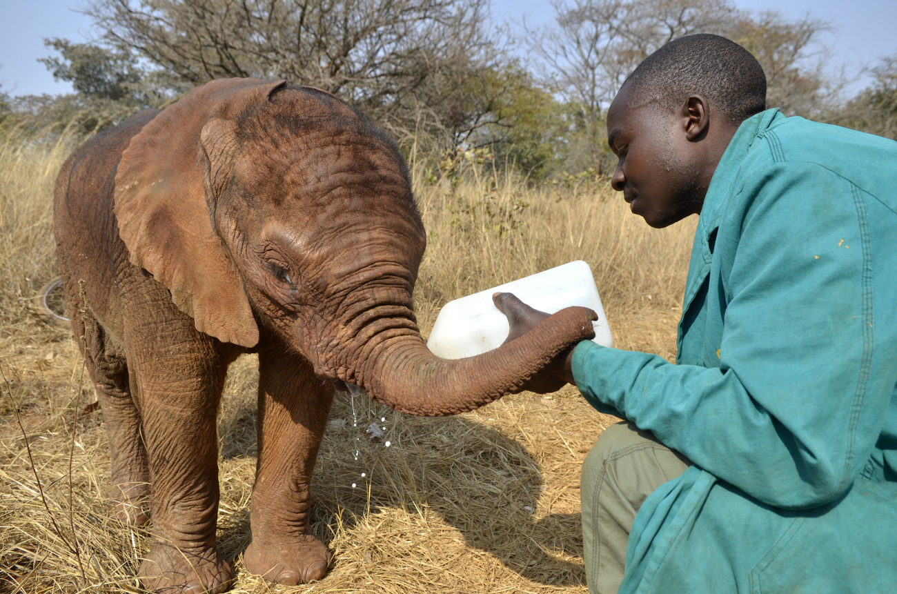 Elephant Orphanage Project Zambia Ifaw