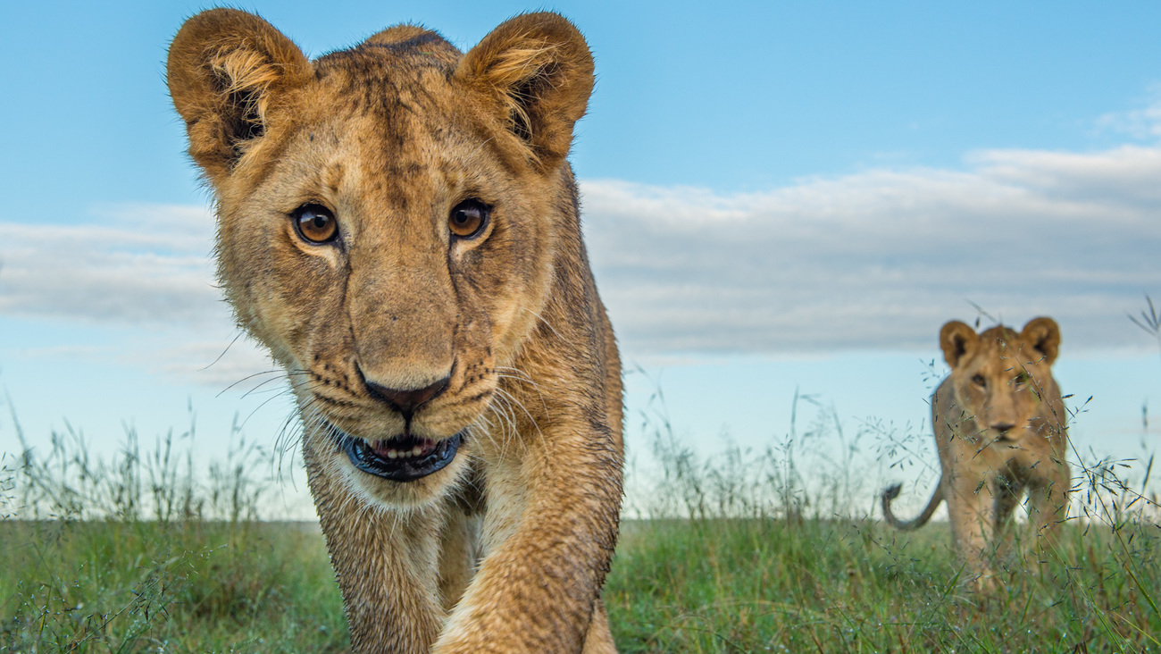 Jonge leeuwen in Mara Northern Conservancy, Kenia. 