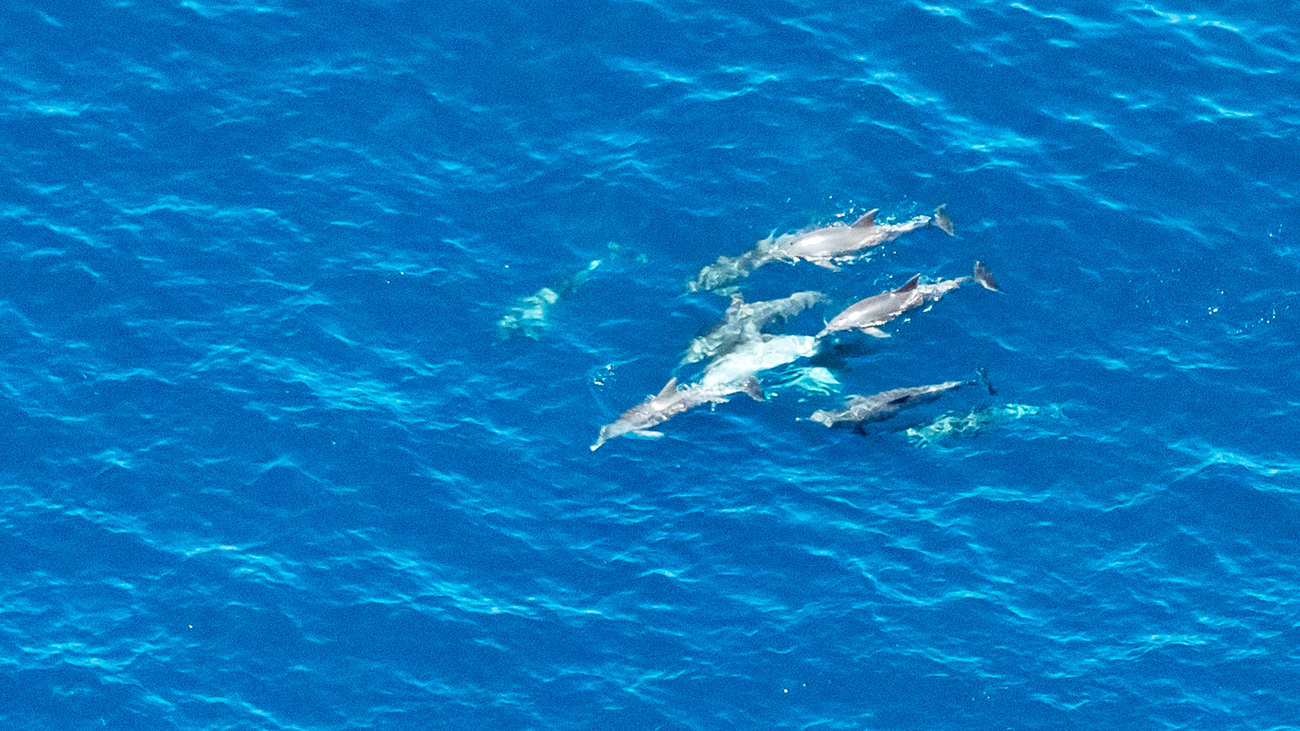 Dolphin sighting off the Vipingo coast during the aerial marine megafauna survey in Kenya.