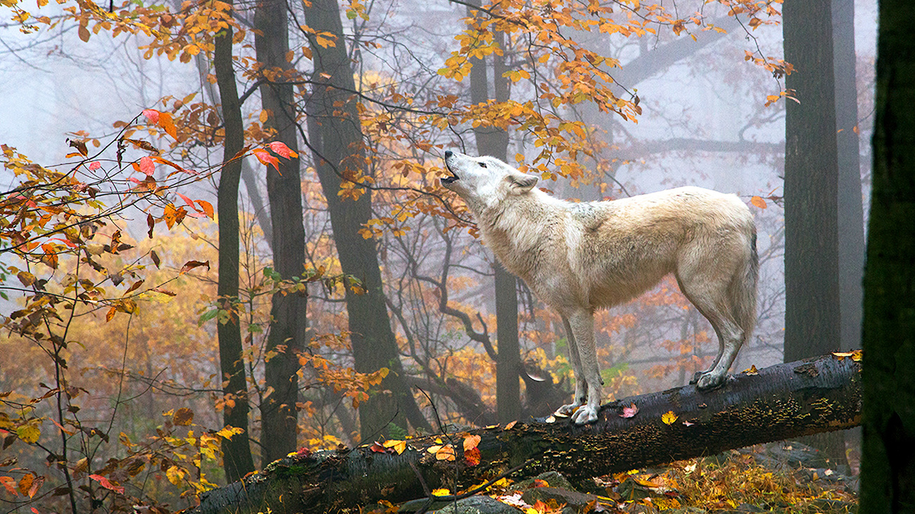 An arctic wolf howls on top of a fallen tree.