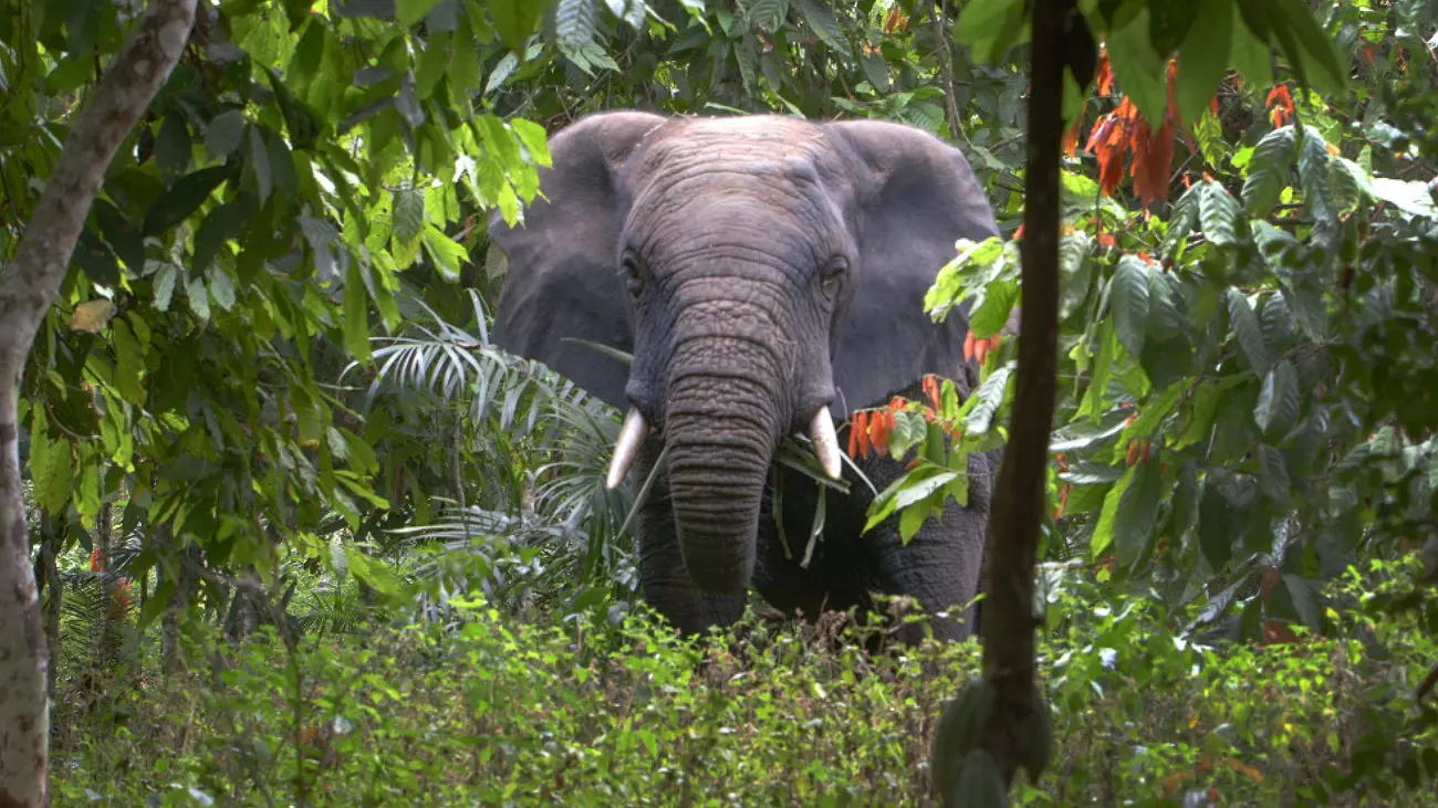 An African forest elephant in Daloa, Ivory Coast.